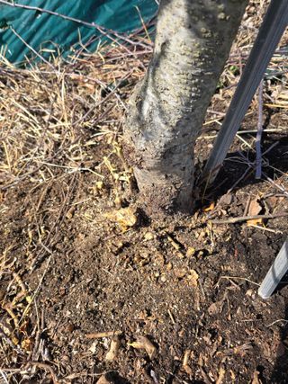 들깨고추아줌마님의 사과 · 묘목•접목 작성글 사진