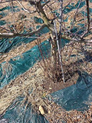 들깨고추아줌마님의 사과 · 묘목•접목 작성글 사진