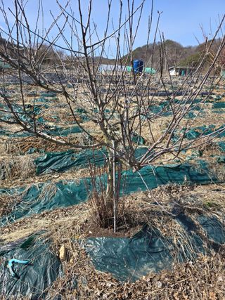 들깨고추아줌마님의 사과 · 묘목•접목 작성글 사진