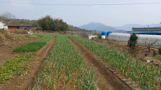 오혜영님의 마늘 · 일상 작성글 사진