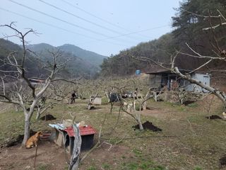 이일수님의 감 · 자유게시판 작성글 사진