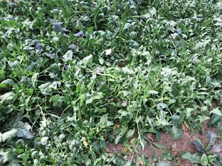 최한기님의 3월 농사 계획 같이해요 · 참여글 작성글 사진