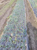 팜모닝 자유주제·자유게시판 게시글 이미지