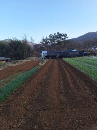 희원님의 감자 · 자유게시판 작성글 사진