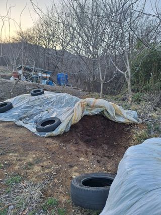 희원님의 감자 · 자유게시판 작성글 사진