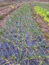 오남현님의 3월 농사 계획 같이해요·참여글 작성글 사진