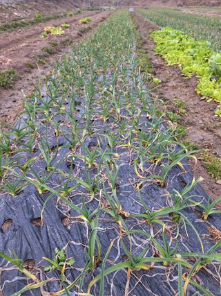 오남현님의 3월 농사 계획 같이해요 · 참여글 작성글 사진