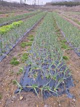 오남현님의 3월 농사 계획 같이해요·참여글 작성글 사진