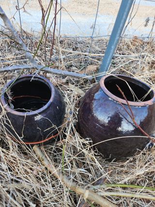 고영희님의 3월 농사 계획 같이해요 · 참여글 작성글 사진