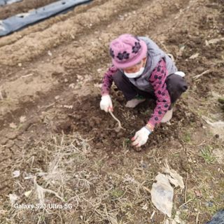 이천산수유님의 고추 · 일상 작성글 사진