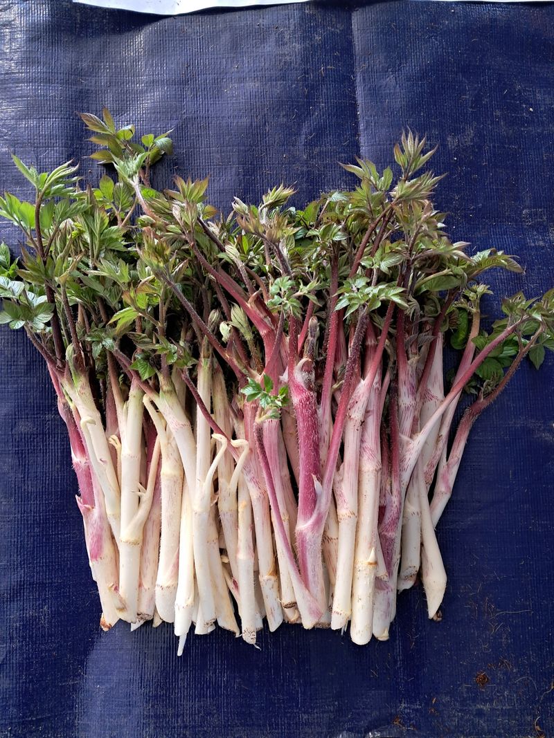 장터 상품 [땅두릅1kg] 썸네일