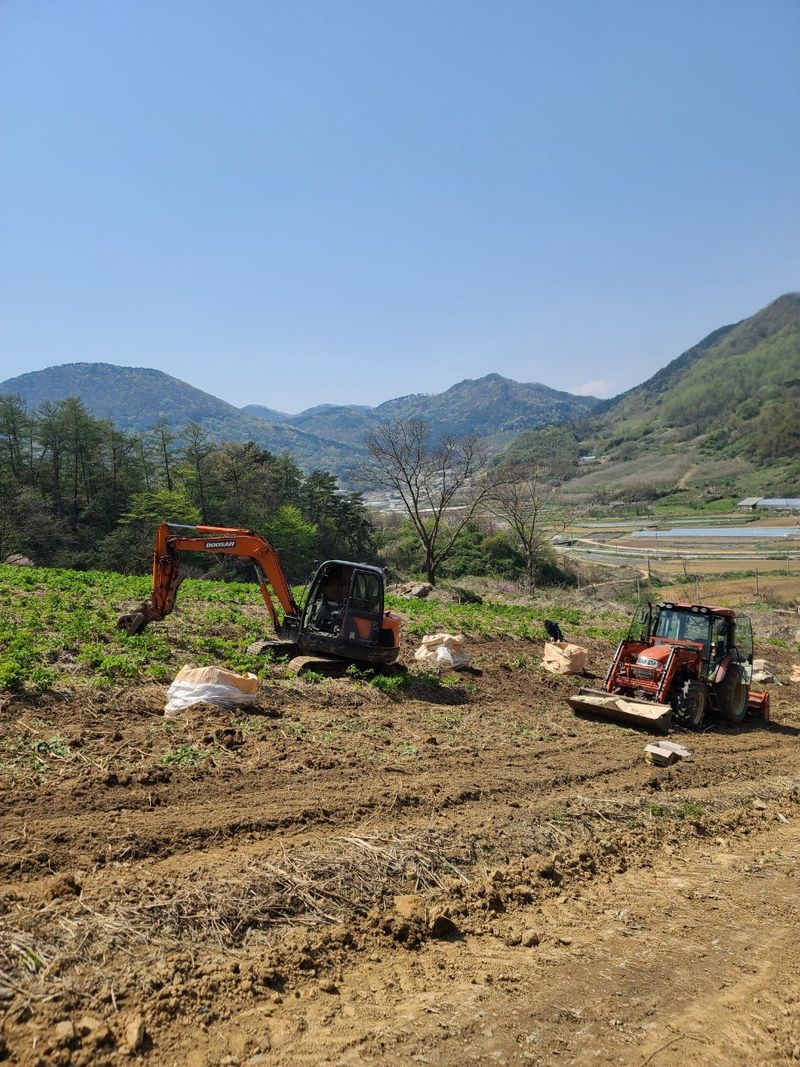 장터 상품 [땅두릅1kg] 썸네일