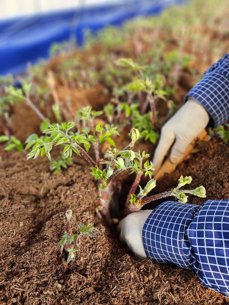 강나현님의 장터 판매 상품 [땅두릅1kg] 첨부 사진