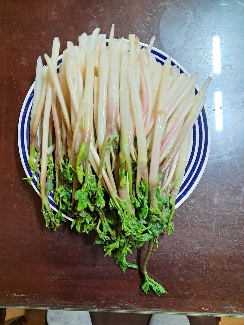 강나현님의 장터 판매 상품 [땅두릅1kg] 첨부 사진