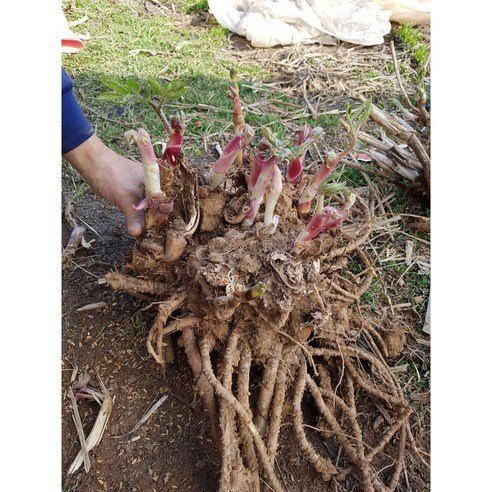 강나현님의 장터 판매 상품 [땅두릅1kg] 첨부 사진