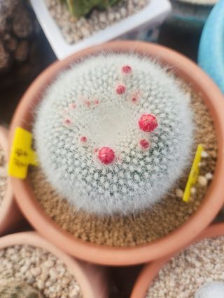 이연옥님의 자유주제 · 자유게시판 작성글 사진