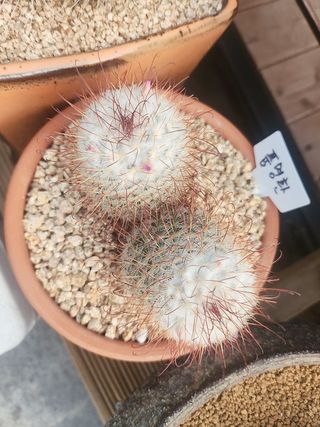 이연옥님의 자유주제 · 자유게시판 작성글 사진