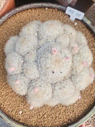 이연옥님의 자유주제 · 자유게시판 작성글 사진