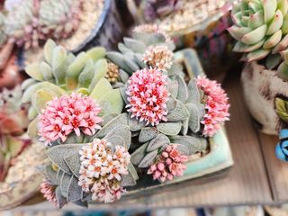 이연옥님의 자유주제 · 자유게시판 작성글 사진