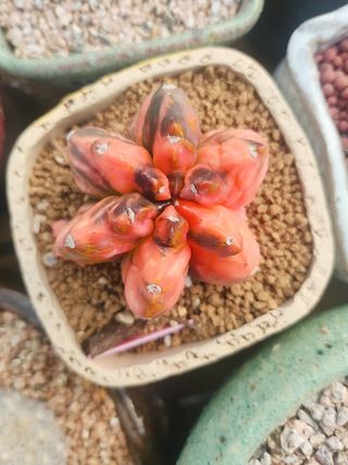 이연옥님의 자유주제 · 자유게시판 작성글 사진