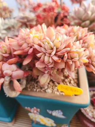 이연옥님의 자유주제 · 자유게시판 작성글 사진