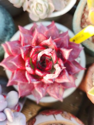 이연옥님의 자유주제 · 자유게시판 작성글 사진