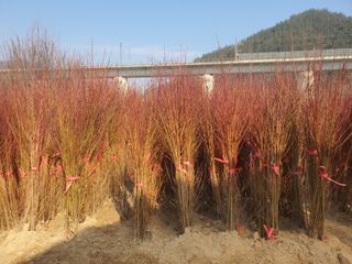 서울농원묘목님의 작성글 사진