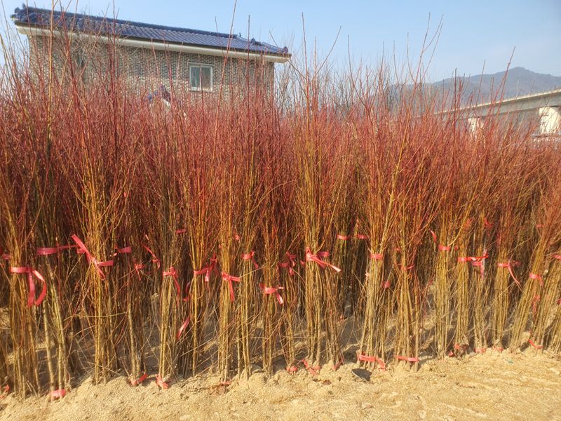 서울농원묘목님의 장터 판매 상품 [복숭아 실생묘 개복숭아 돌복숭아 묘목 판매합니다] 첨부 사진