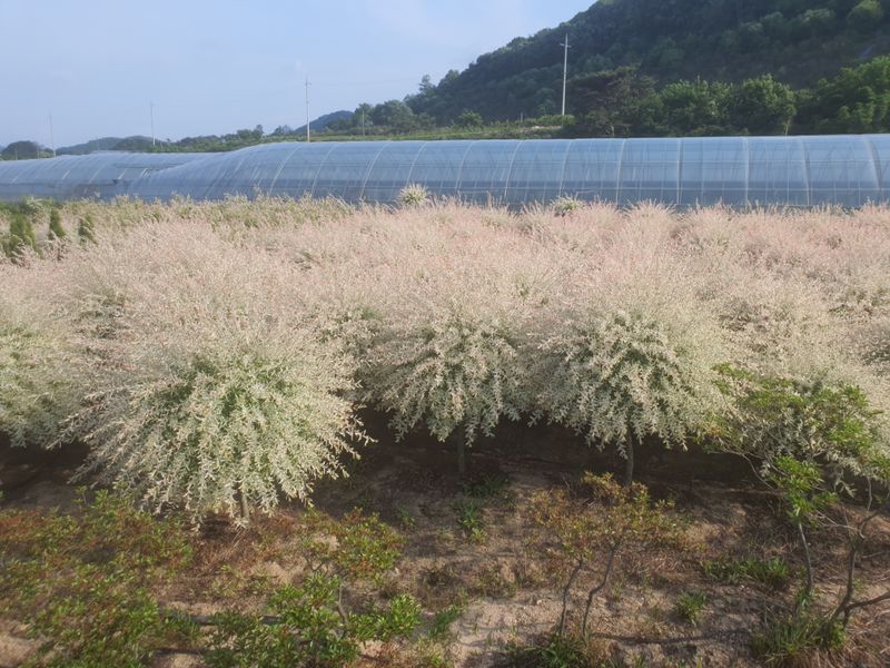 서울농원묘목님의 장터 판매 상품 [플라밍고 셀릭스 묘목 판매] 첨부 사진