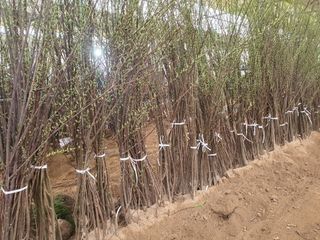 서울농원묘목님의 작성글 사진