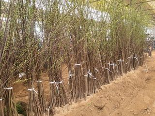 서울농원묘목님의 작성글 사진