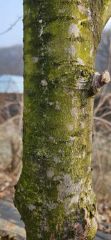 팜모닝 사과·병해충상담 게시글 이미지