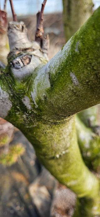 증골농부님의 사과 · 병해충상담 작성글 사진