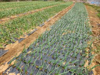 호박10174님의 마늘 · 일상 작성글 사진