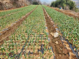 호박10174님의 마늘 · 일상 작성글 사진