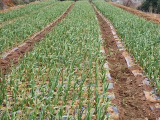 호박10174님의 마늘 · 일상 작성글 사진