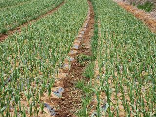 호박10174님의 마늘 · 일상 작성글 사진