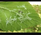 팜모닝 기타작물·병해충상담 게시글 이미지