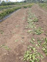 팜모닝 귤·묘목•접목 게시글 이미지