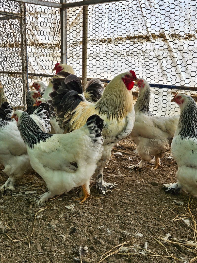 장터 상품 [라이트브라마,버프브라마,샤모 종란] 썸네일