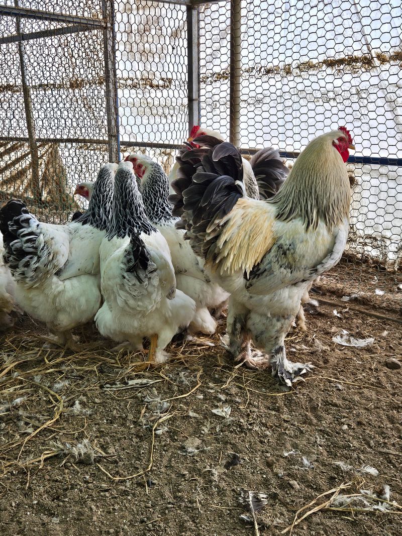 제이팜님의 장터 판매 상품 [라이트브라마,버프브라마,샤모 종란] 첨부 사진