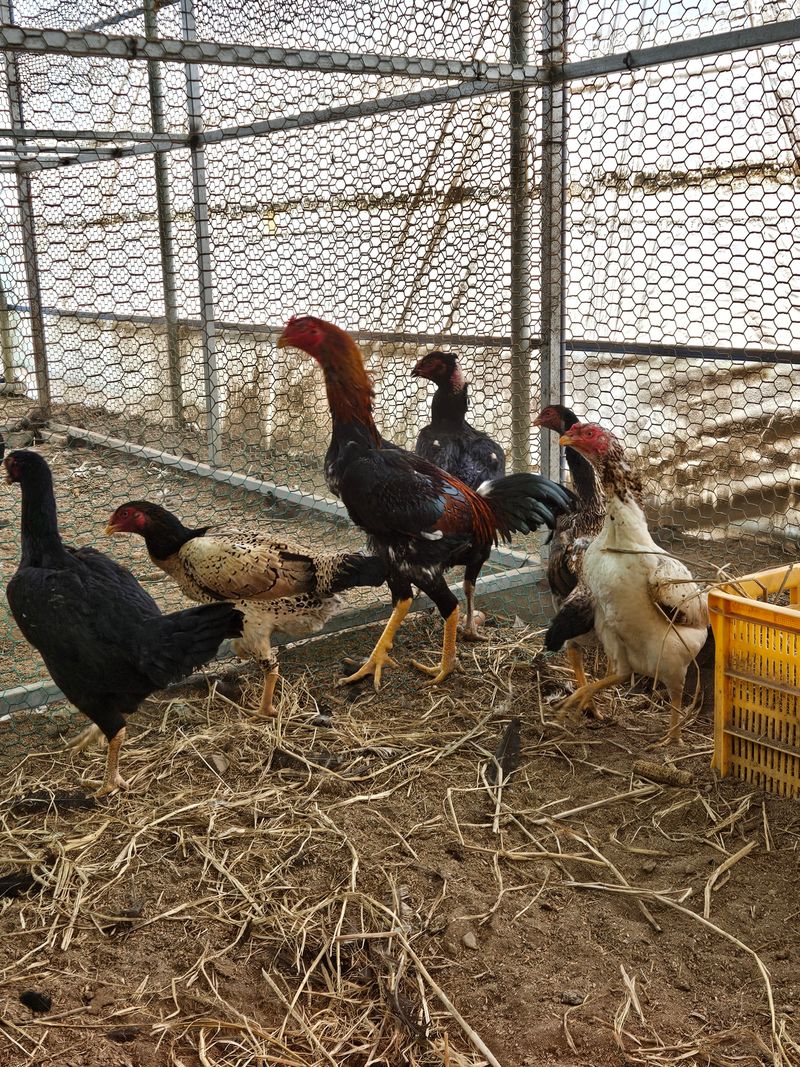 제이팜님의 장터 판매 상품 [라이트브라마,버프브라마,샤모 종란] 첨부 사진