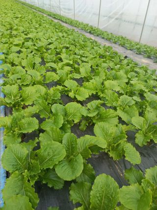 농민님의 상추 · 자유게시판 작성글 사진