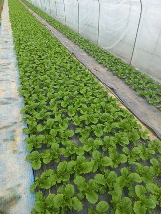 농민님의 상추 · 자유게시판 작성글 사진