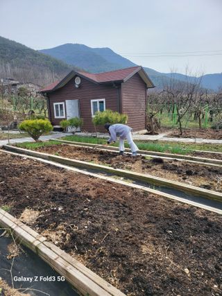 야산 양 형근님의 상추 · 자유게시판 작성글 사진