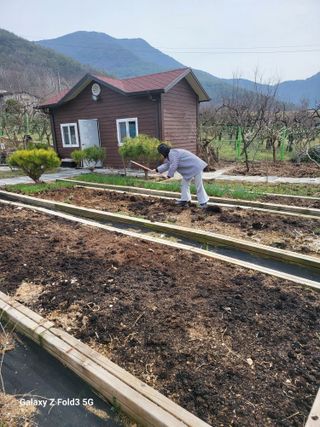 야산 양 형근님의 상추 · 자유게시판 작성글 사진