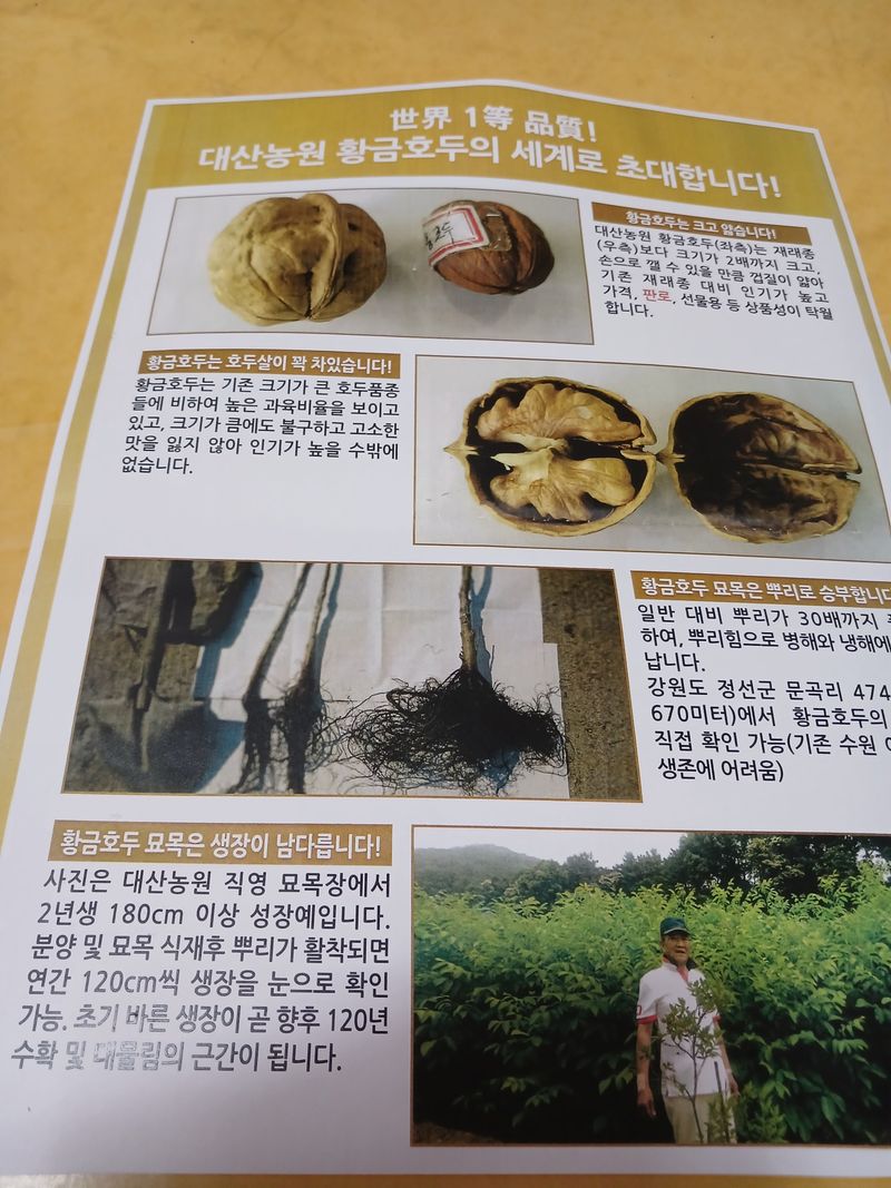 신명옥님의 장터 판매 상품 [황금호두나무2년생] 첨부 사진