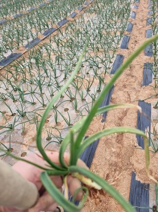 강순옥님의 양파 · 병해충상담 작성글 사진