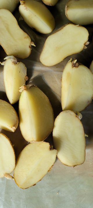 박영준님의 감자 · 자유게시판 작성글 사진