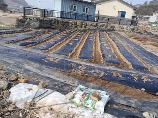 대복그랜맘님의 감자 · 자유게시판 작성글 사진